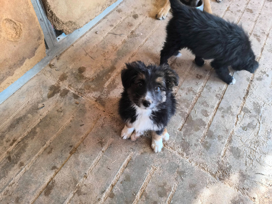 Adoption Senia