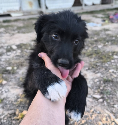 Adopter Tasia