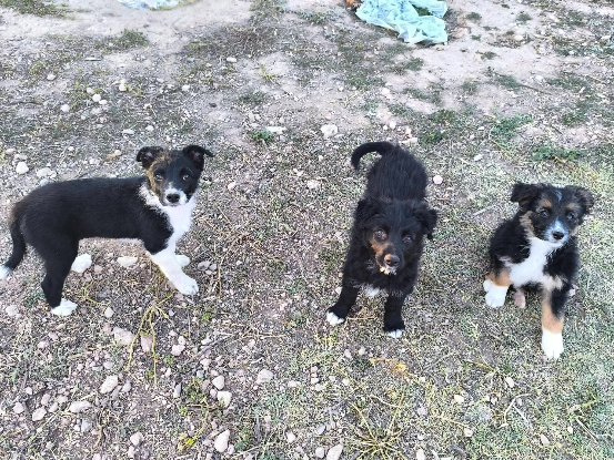Adopter Tasia