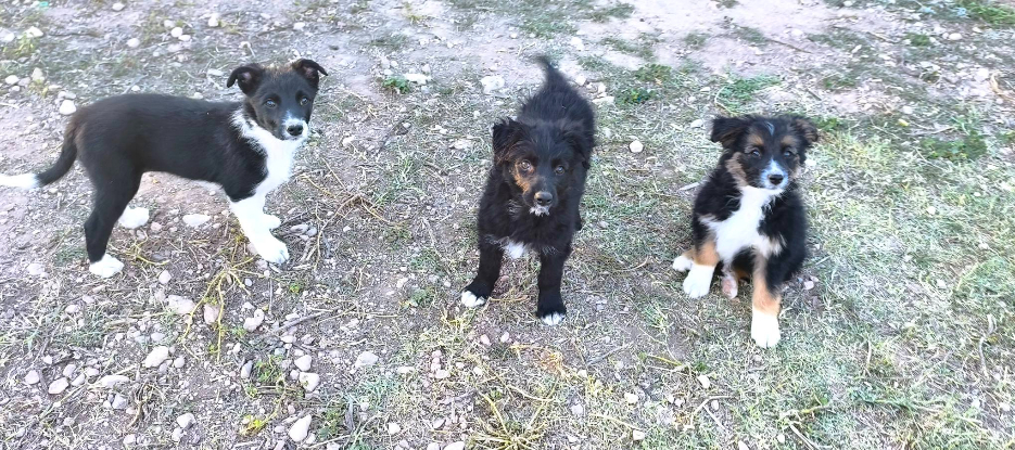 Adopter Tasia