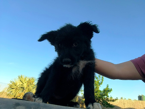 Adoption Tasia