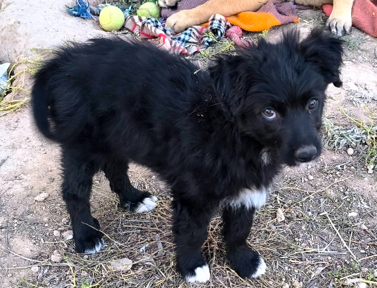 Adoption Tasia