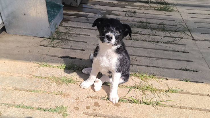 Adopter Rumina