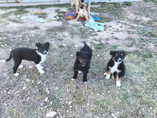 Adopter Rumina