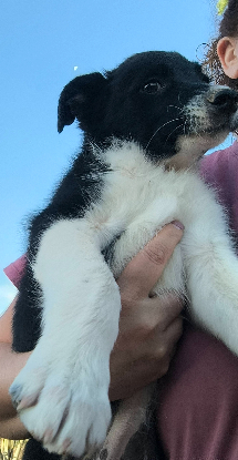 Adopter Rumina