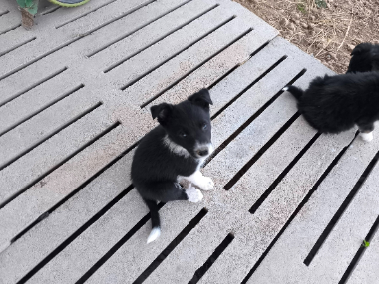 Adoption Rumina
