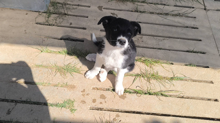 Adoption Rumina