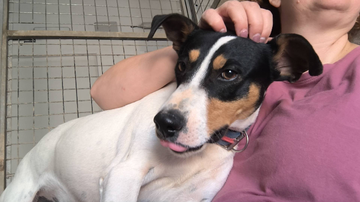Adopter Tony el pecas