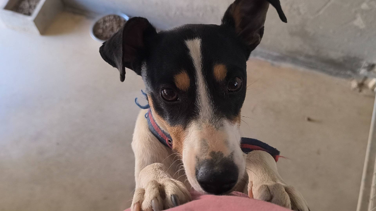 Adopter Tony el pecas