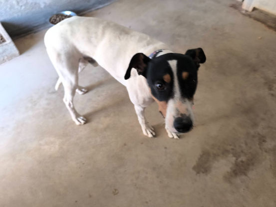 Adopter Tony el pecas