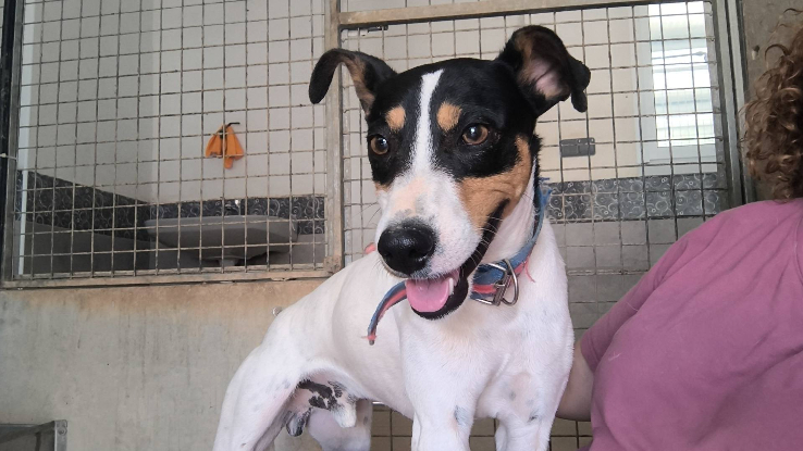 Adoption Tony el pecas