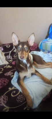 Adopter Tintin