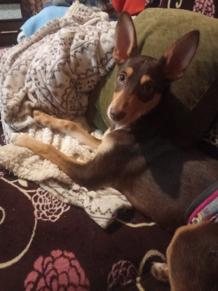 Adoption Tintin