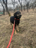 Adopter  chien : Merry