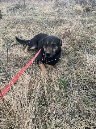 Adopter Merry