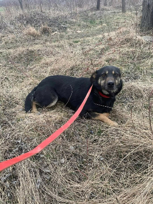 Adoption Merry