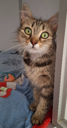 Adopter Berenice