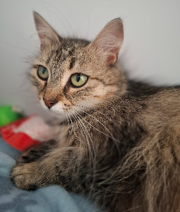 Adopter Berenice