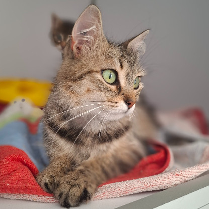 Adopter Berenice