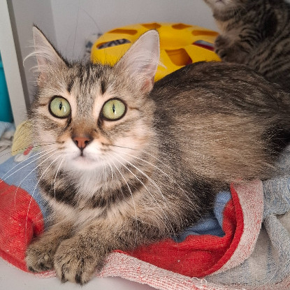 Adoption Berenice