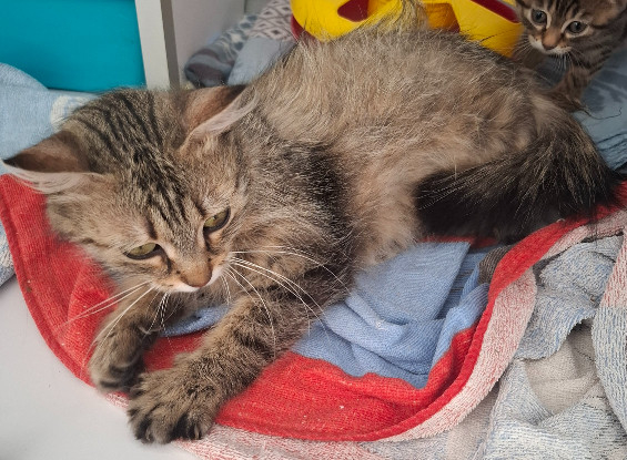 Adoption Berenice