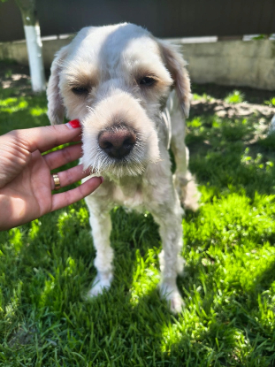 Adopter Gavin