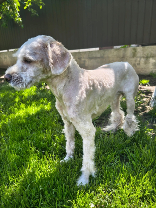 Adopter Gavin