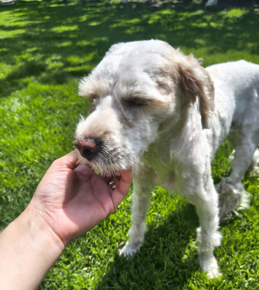 Adopter Gavin