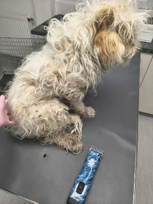 Adoption Gavin