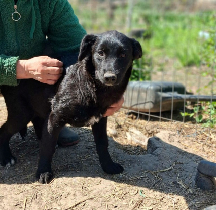 Adopter Ailani
