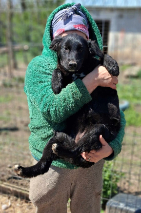Adopter Ailani