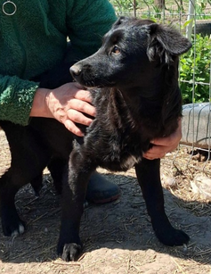 Adoption Ailani