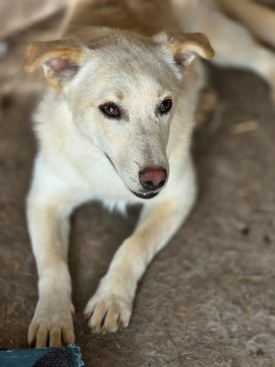 Adoption Greco