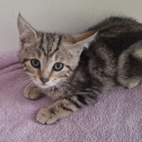 Adopter  chat : Barbapapa
