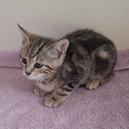 Adoption Barbapapa