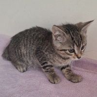 Adopter  chat : Barbibul