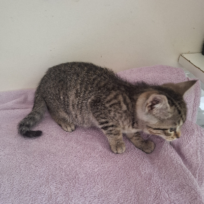 Adopter Barbibul