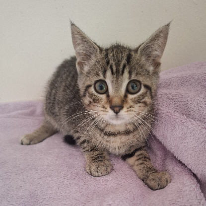 Adopter Barbibul