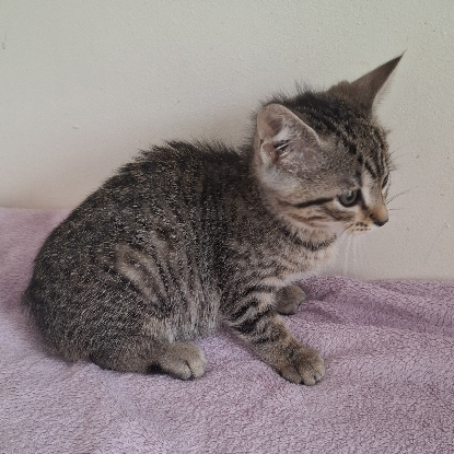 Adoption Barbibul