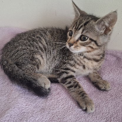 Adoption Barbibul