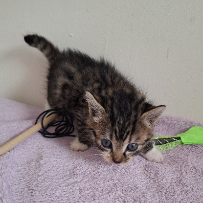 Adopter Barbidou