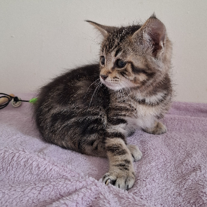 Adopter Barbidou