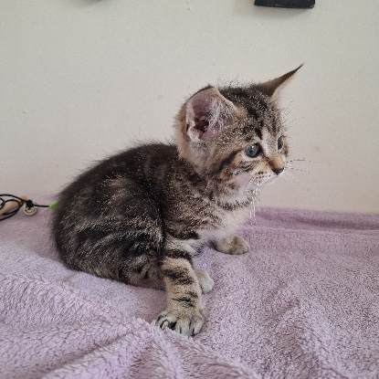 Adopter Barbidou