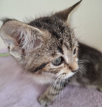 Adoption Barbidou