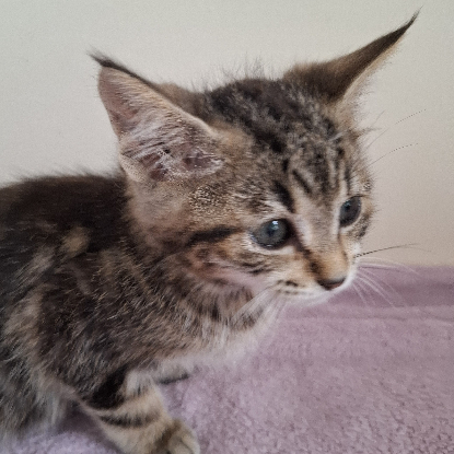 Adoption Barbidou