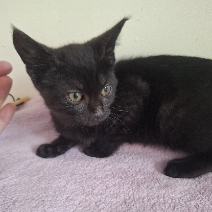 Adopter Barbidur