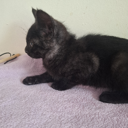 Adopter Barbidur