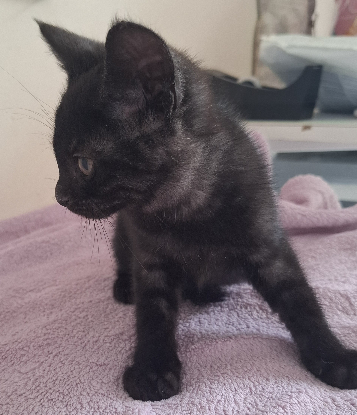 Adoption Barbidur