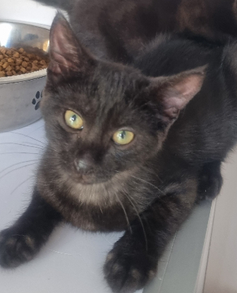 Adopter Barbidur