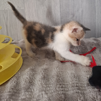 Adopter Belle